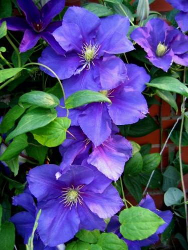 image_7.jpg