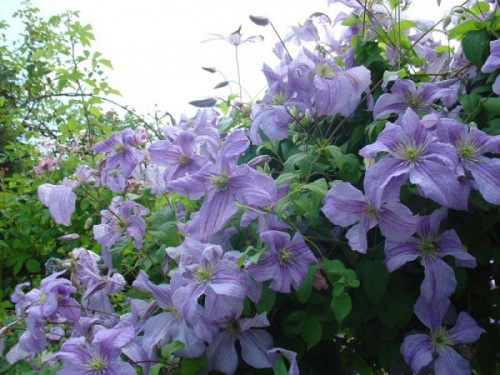 klematis09.jpg