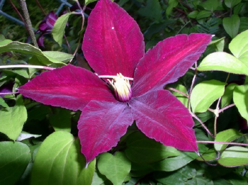 !2Clematis.jpg